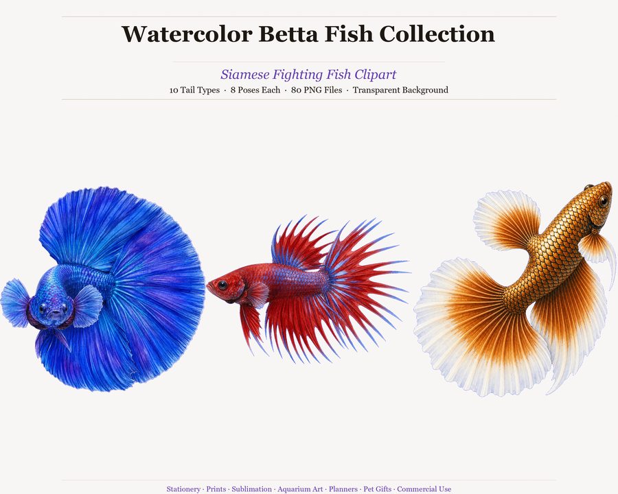 Betta