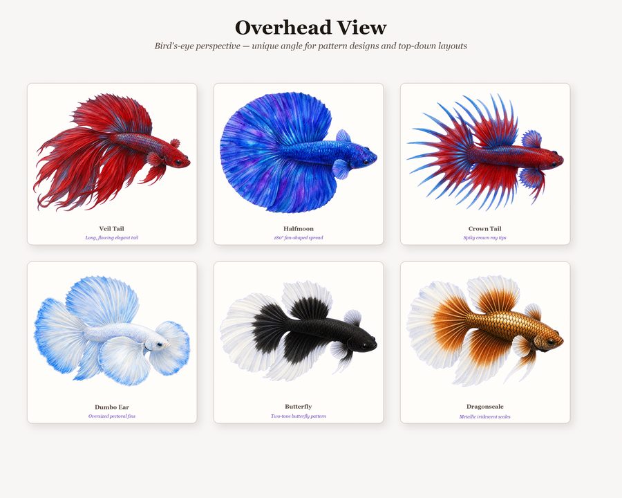 Betta preview