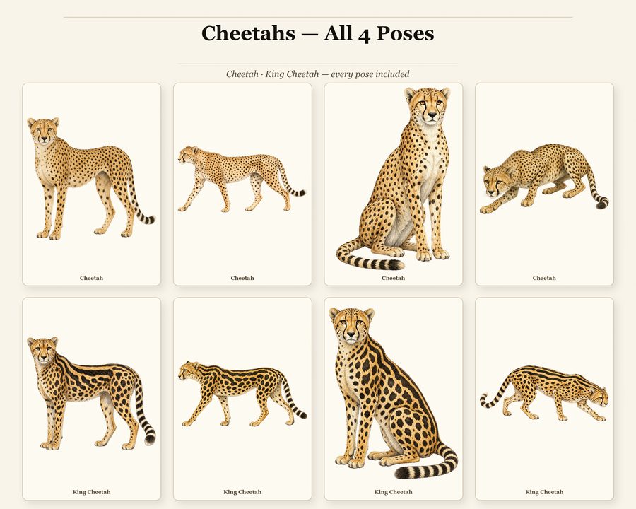 Big Cats preview