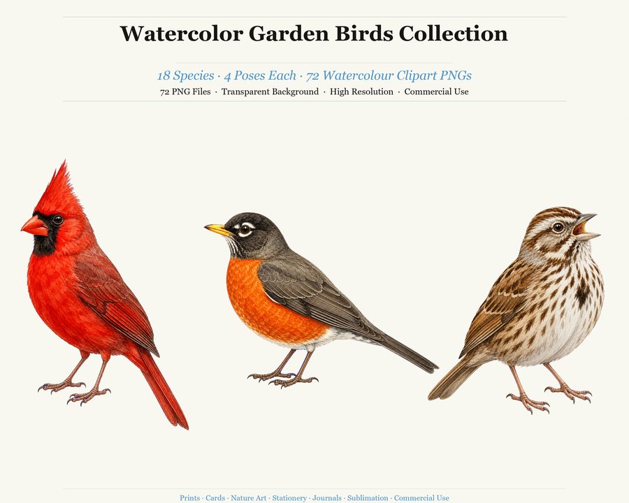 Birds