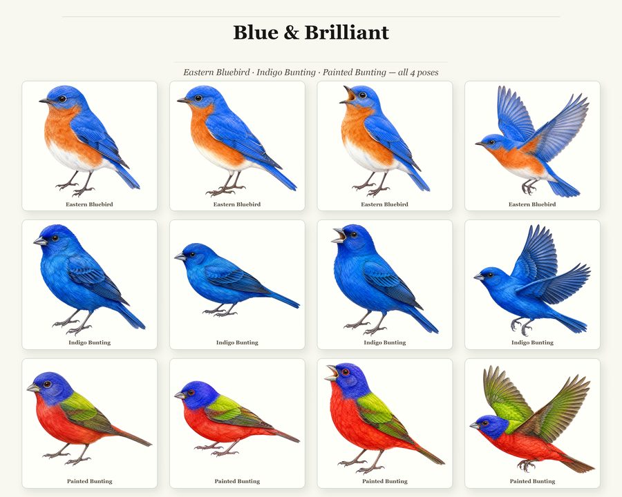 Birds preview