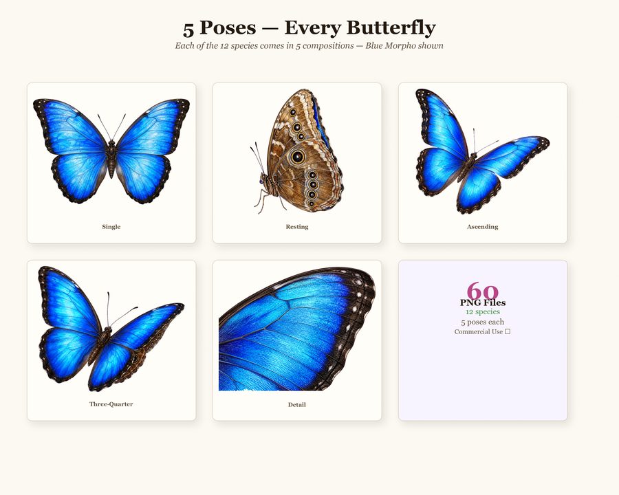 Butterflies preview