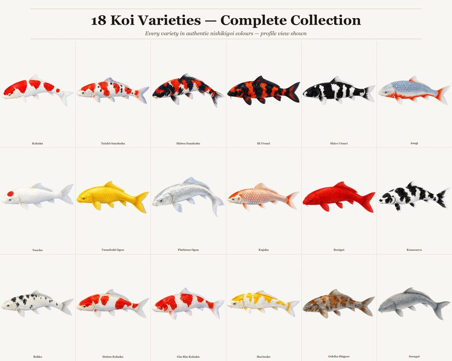 Koi preview