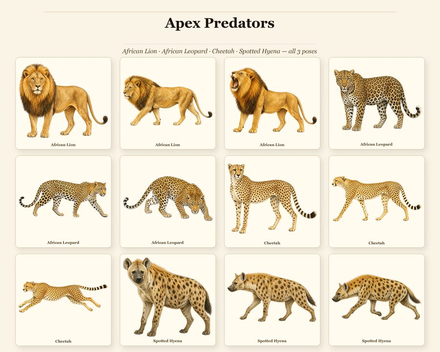 Safari Animals preview